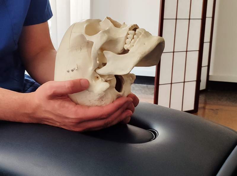 Nervo vago - Osteopata Genova Federico Arnulfo